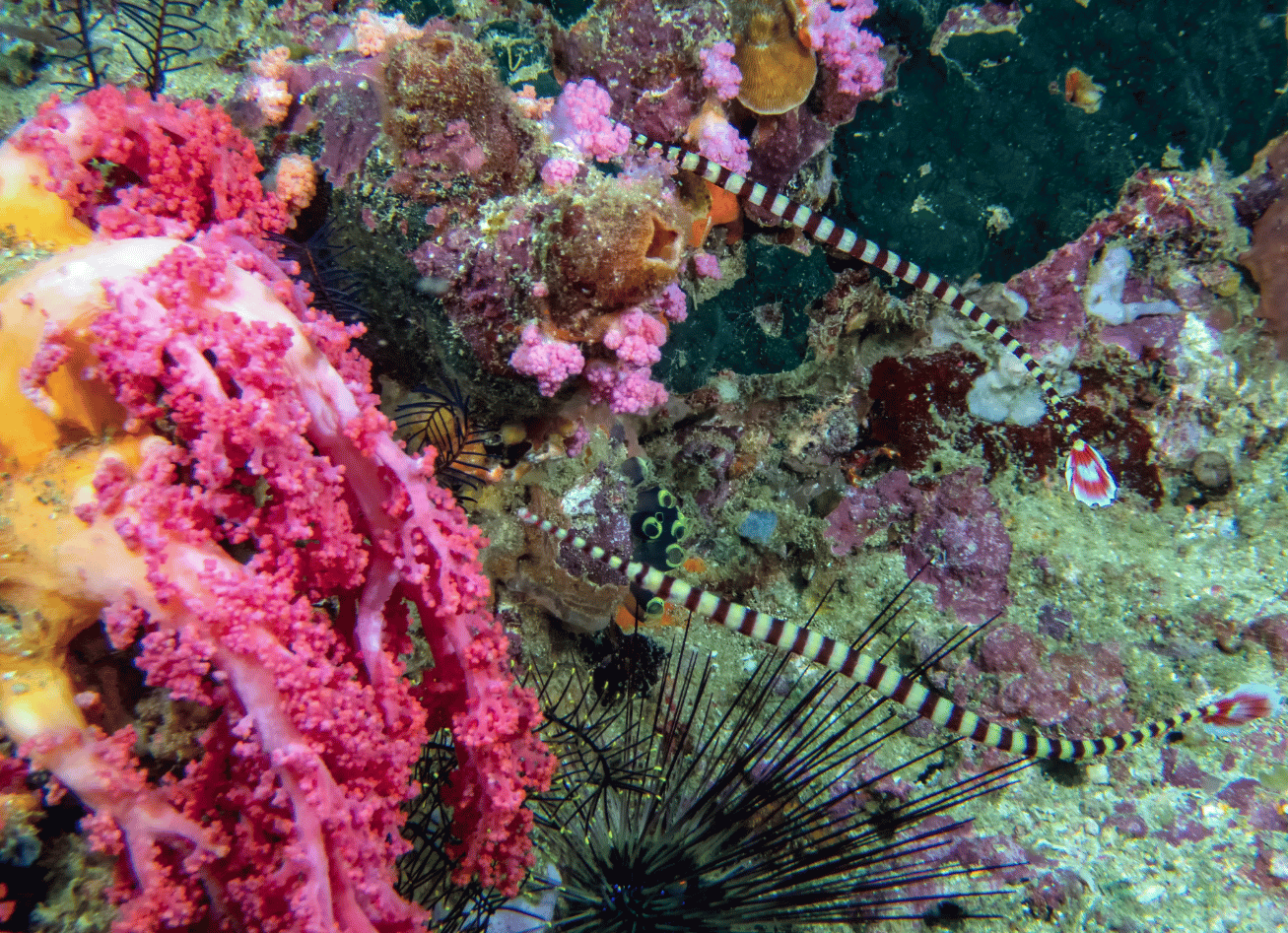 Common Health Issues in Banded Pipefish and How to Prevent Them