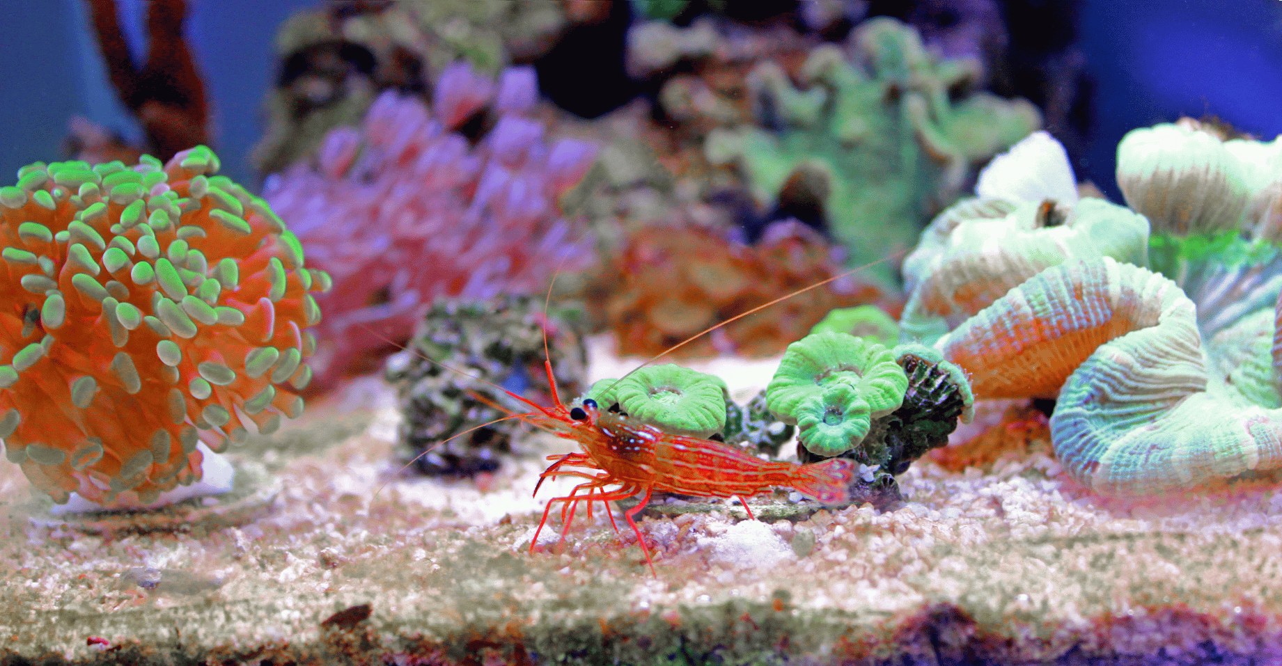 How to Acclimate Peppermint Shrimp to Your Aquarium Safely