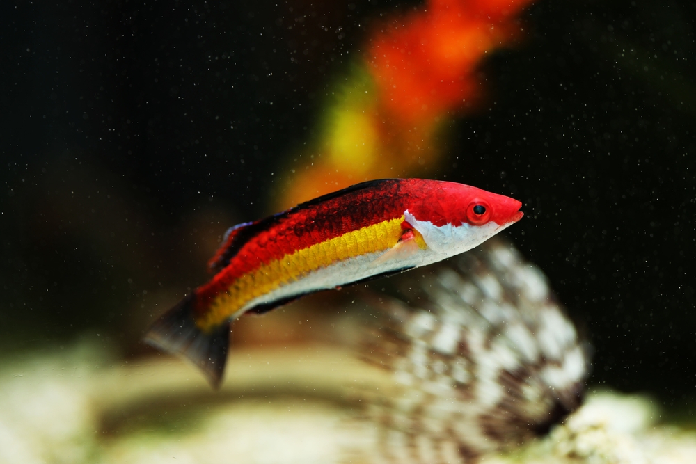 Life Cycle of Naoko Fairy Wrasse