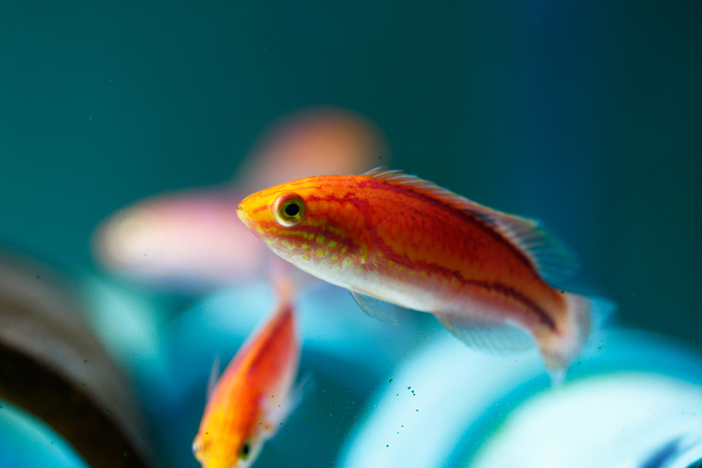 How to Safely Quarantine a New Pintail Wrasse